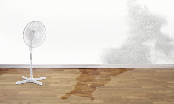 Best Local water damage restoration  in Leland, NC