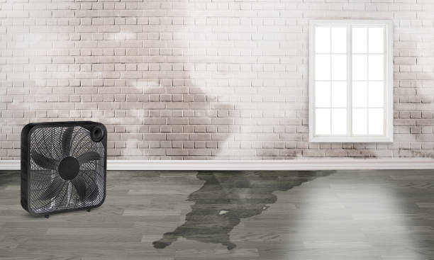 Best Water damage restoration mold remediation  in Leland, NC